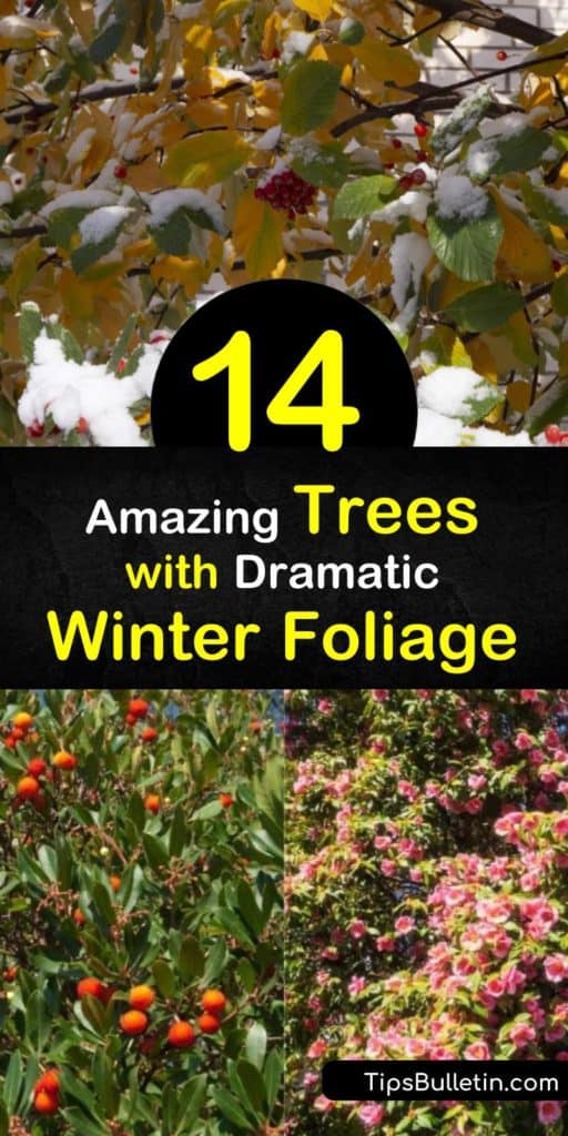 Discover trees that retain their fall foliage in the winter, adding year-round interest to a garden. Try a small tree like the strawberry tree, with white flowers, or the witch hazel, with yellow blooms. Or, grow one of the larger conifers like the Scots pine. #trees #winter #foliage