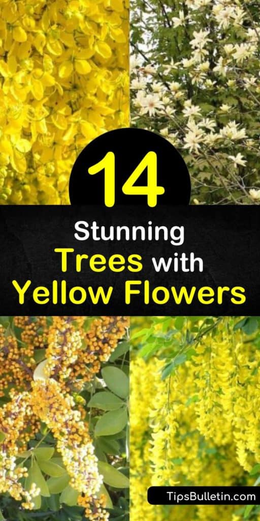 Bring warmth and happiness to your garden by planting these yellow flowering trees. This list includes plants like cassia, magnolia, and laburnum that bloom from early spring to early summer, are drought tolerant, and work well as shade trees. #trees #yellow #flowers