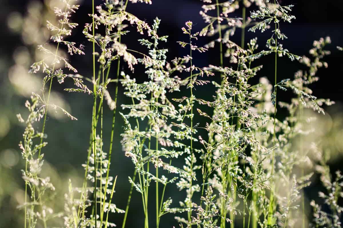 Tufted hair grass tolerates both shade and cool weather.