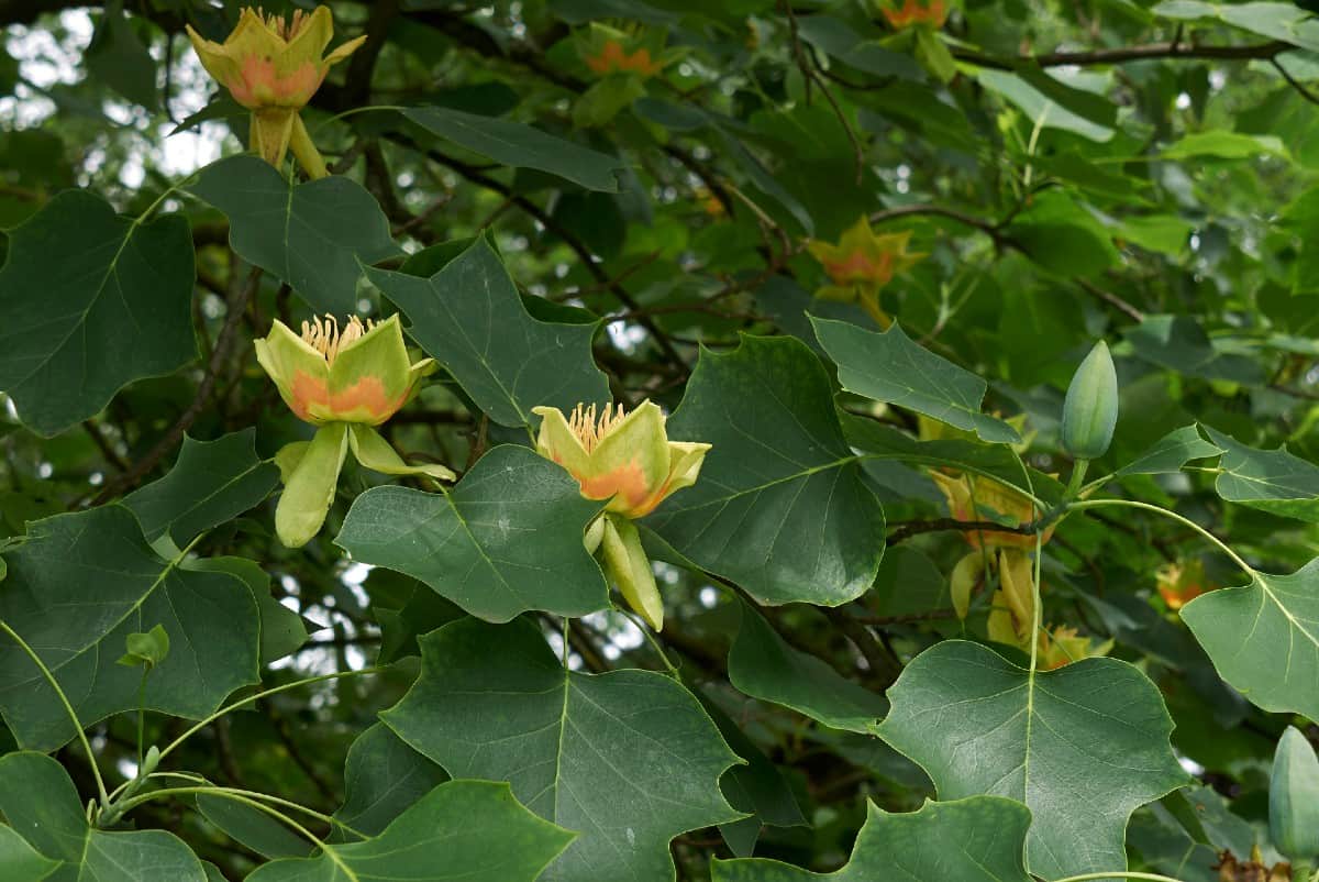 Tulip trees are used for their strong wood.