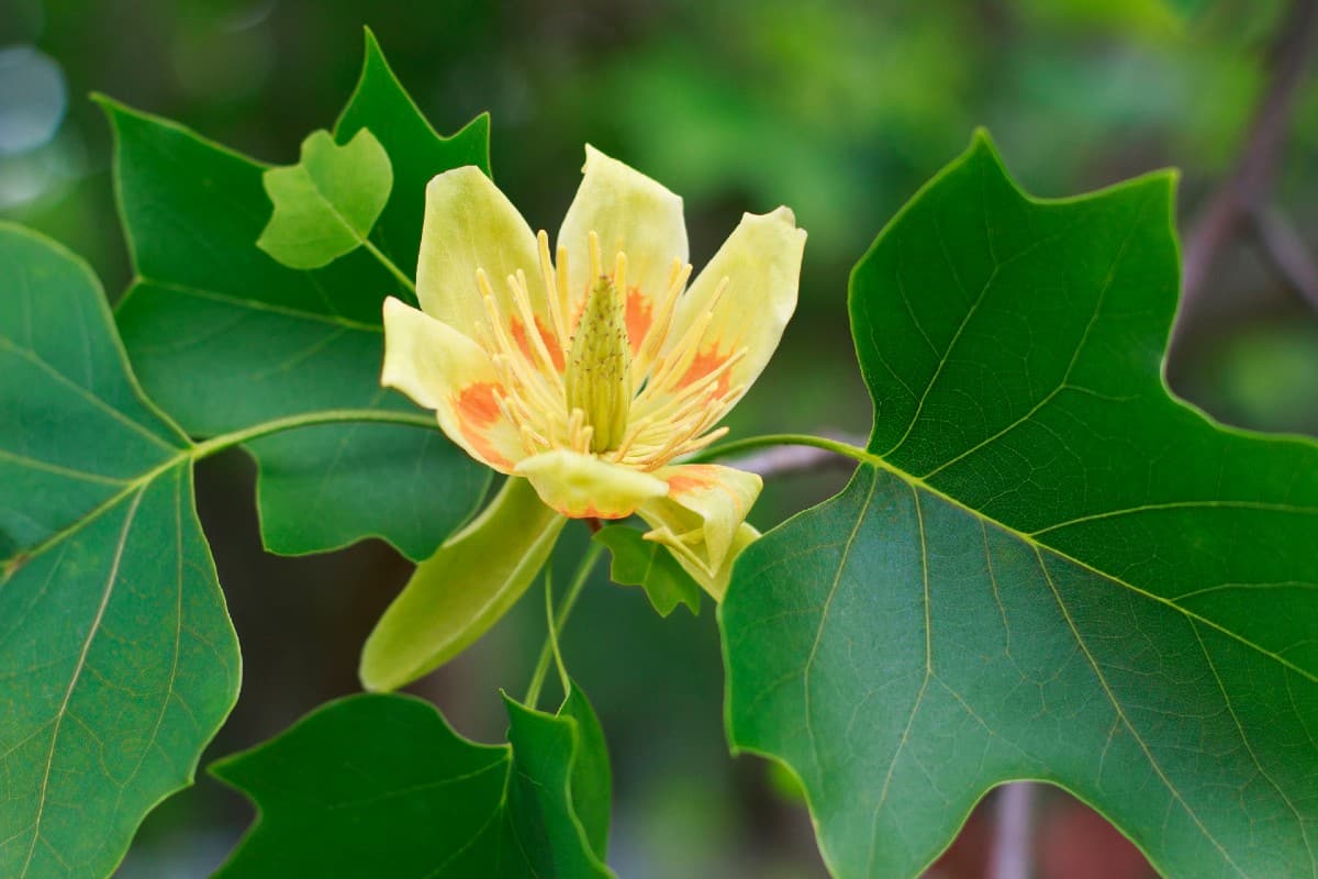 Tulip tree leaves turn yellow in fall.