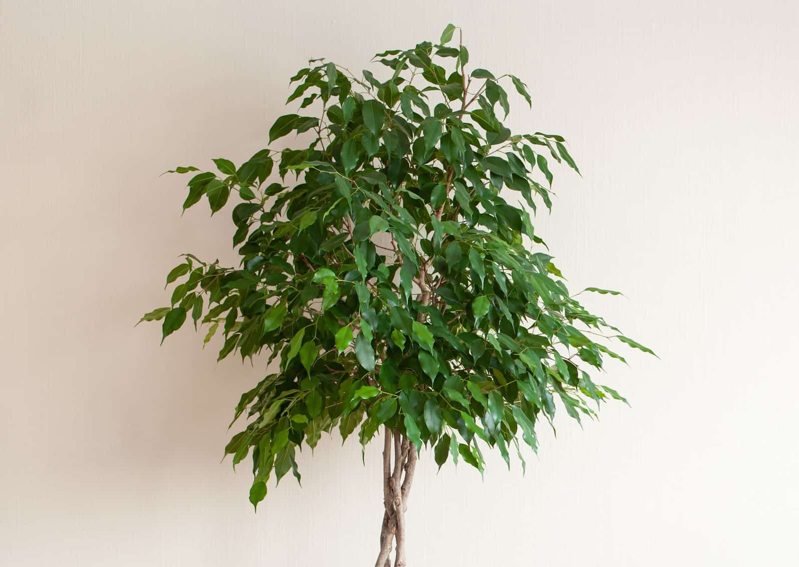 Weeping figs make great floor plants.