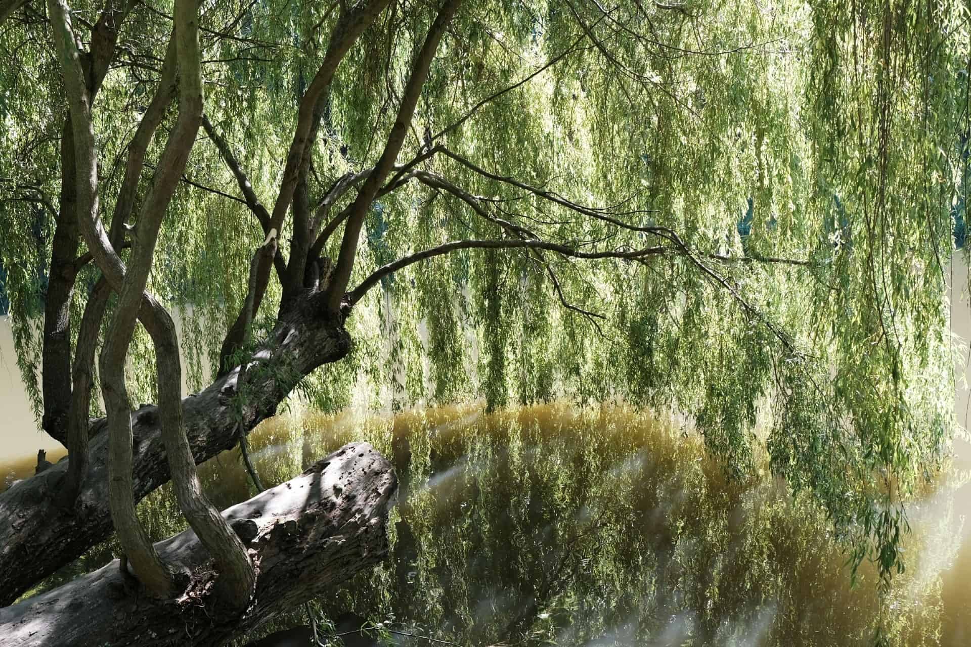 Weeping willow has stunning droopy leaves.