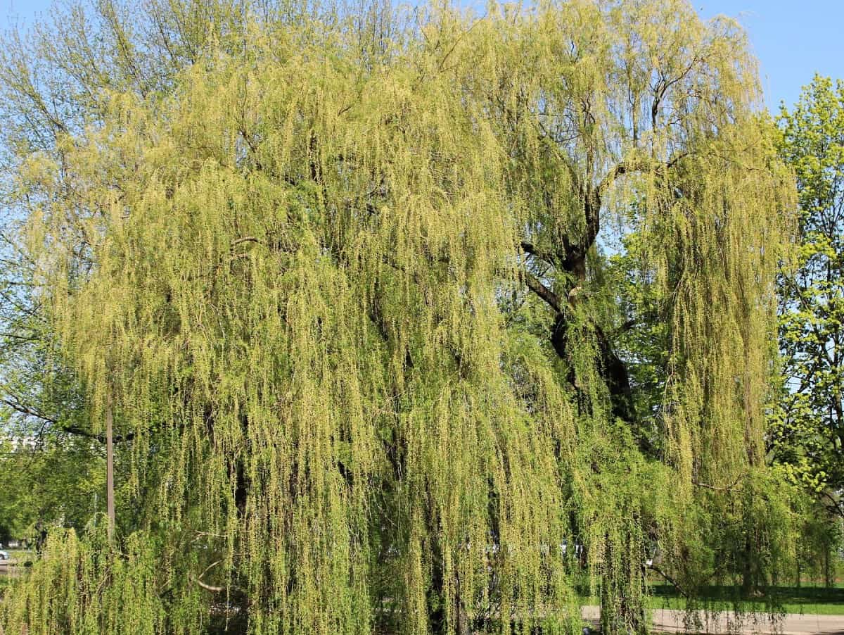 Weeping willows have attractive drooping branches.