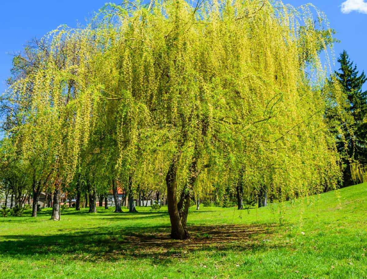 Weeping willows are beautiful but messy shade trees.