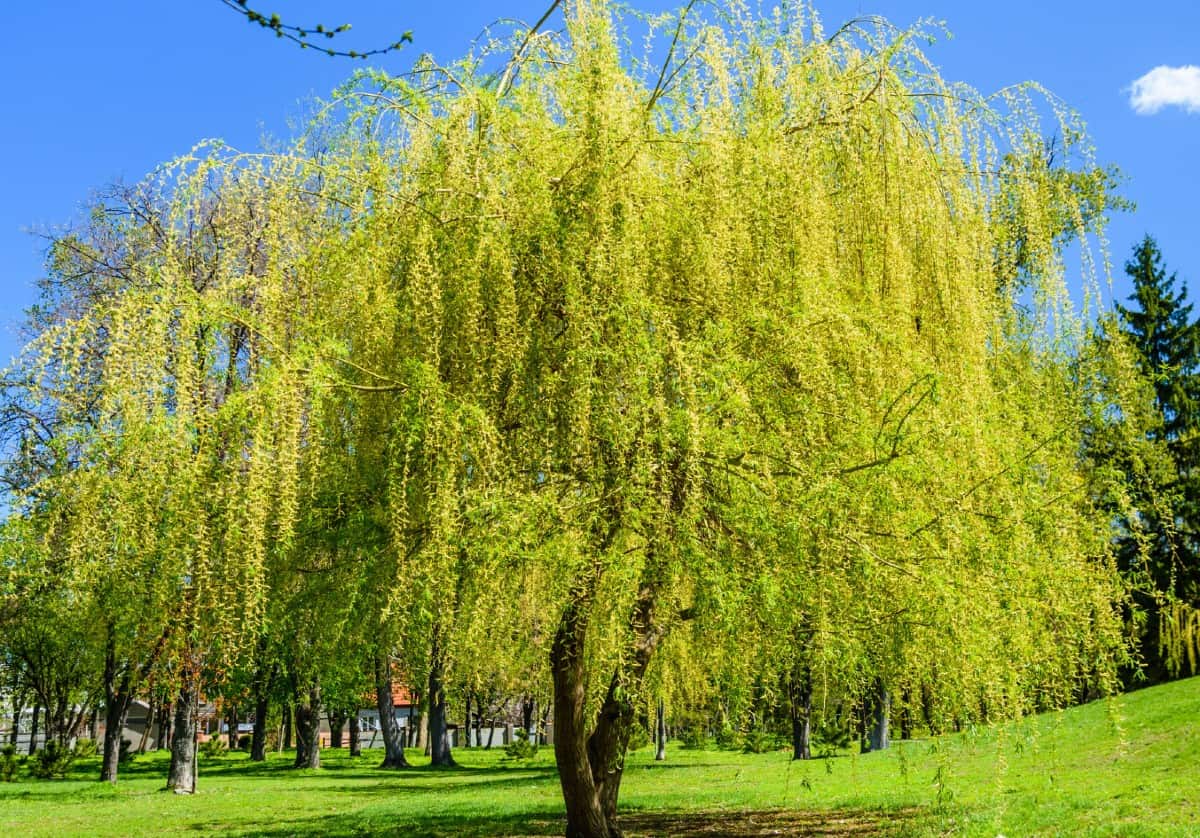 The weeping willow has elegant drooping branches.