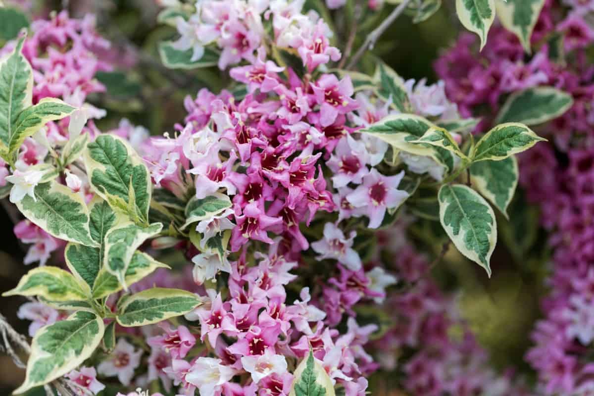 Weigela shrubs attract a lot of pollinators.