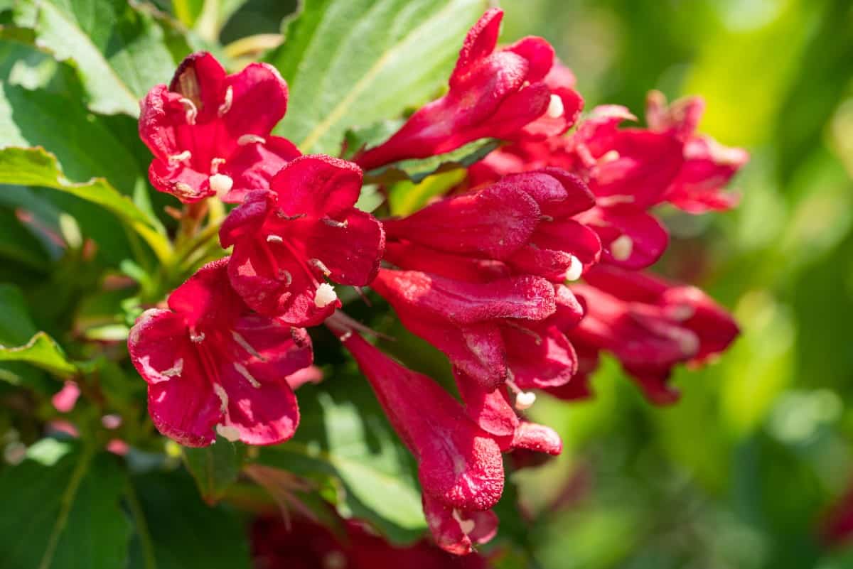 Hummingbirds love weigela flowers.