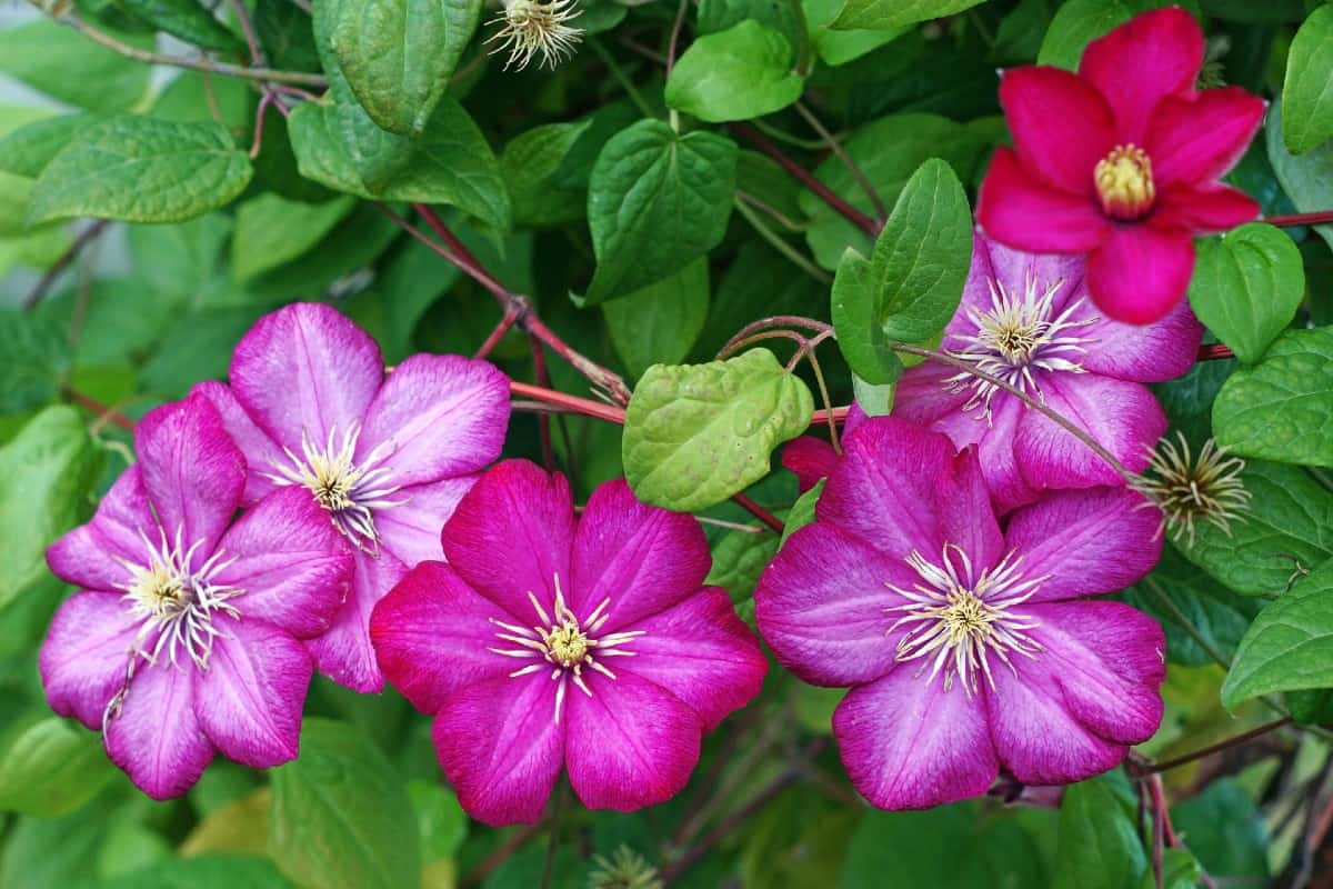 Western blue virgin's bower is a purplish clematis.