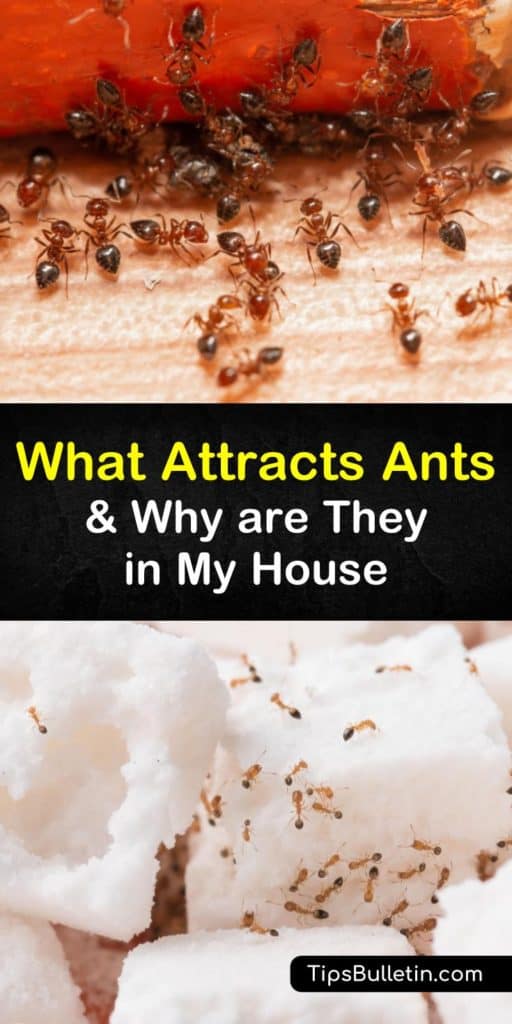 Become the king of the ant colony by eliminating their food source, water sources, and main entry points that are causing an ant infestation. This article has everything you need to know about pest management and shows you how to close open crevices and trap ants for good. #what #attracts #ants