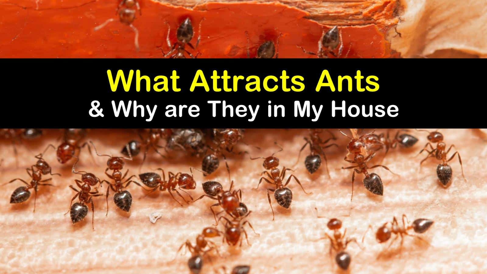 What Attracts Ants & Why are They in My House