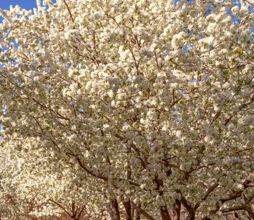 White angel crabapples are compact white-flowering trees.