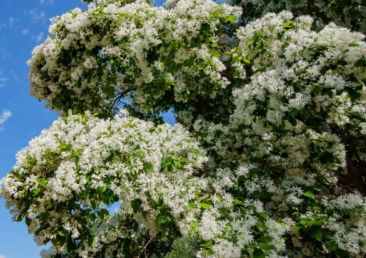 The white fringetree has tassel-like white flowers.