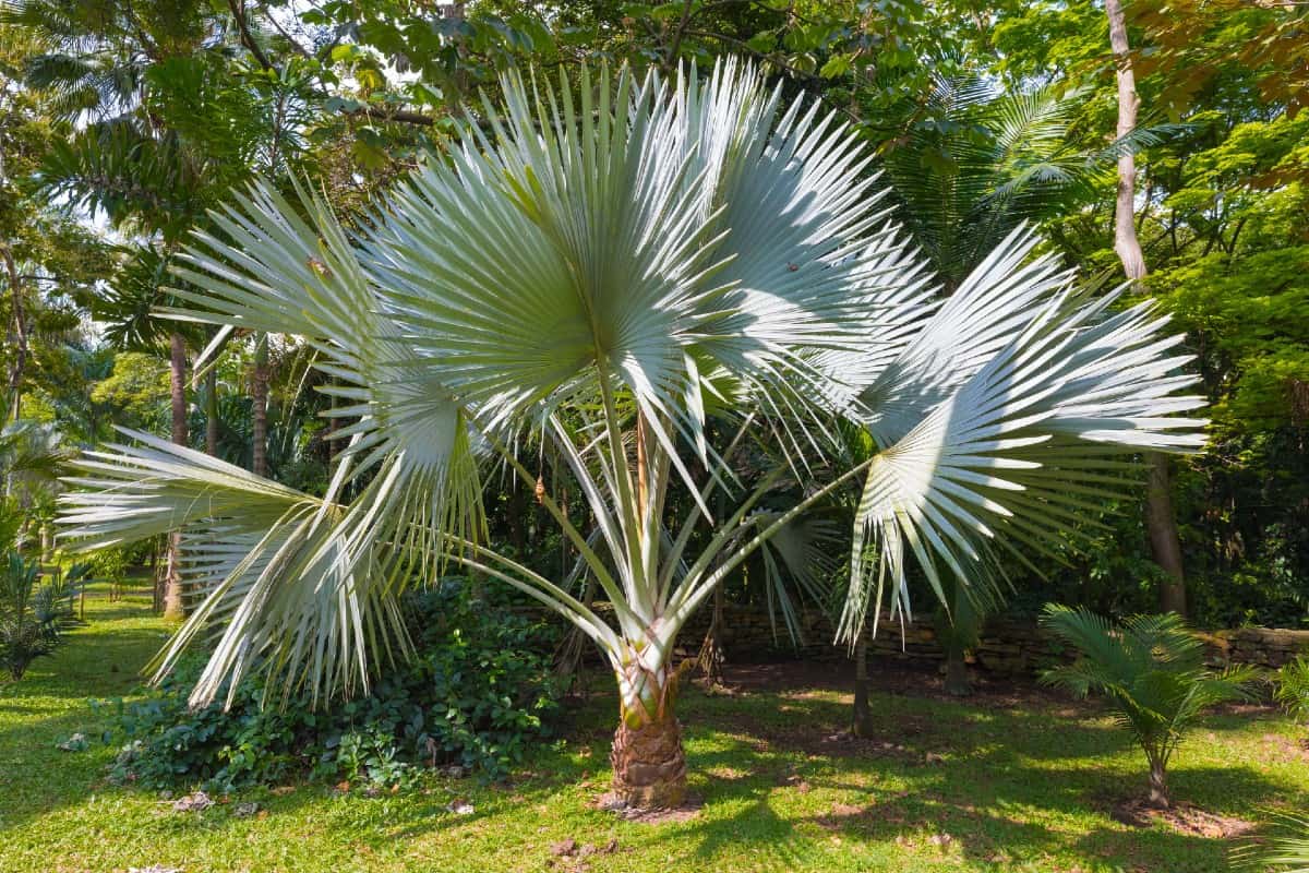 Windmill palms are a hardy palm tree species.