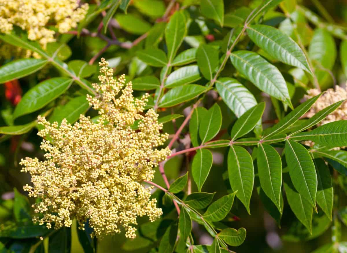 The winged sumac has purple-red fall leaves.