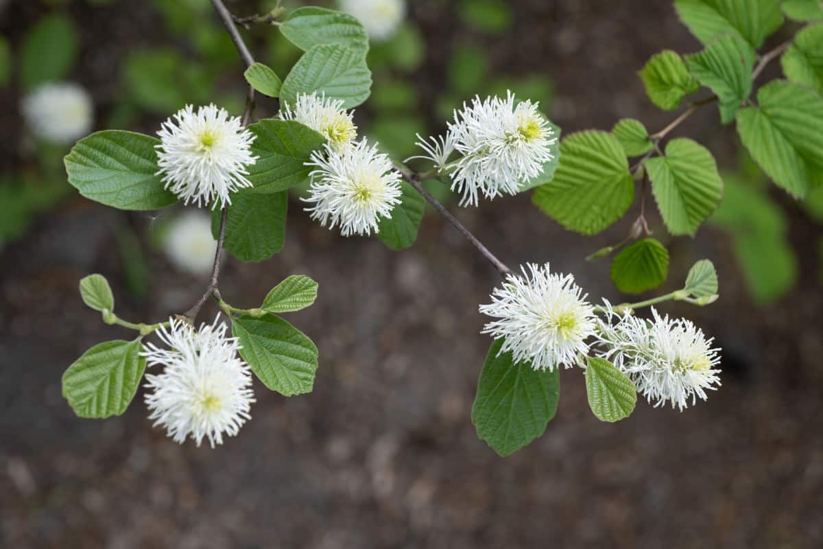 Witch-alder has fringe-like flowers.