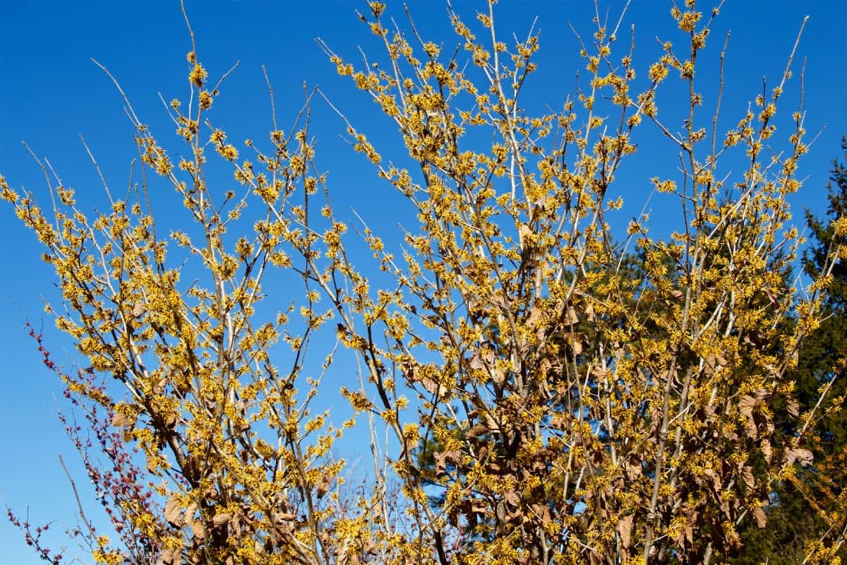 Witch hazel has unusual winter blooms.