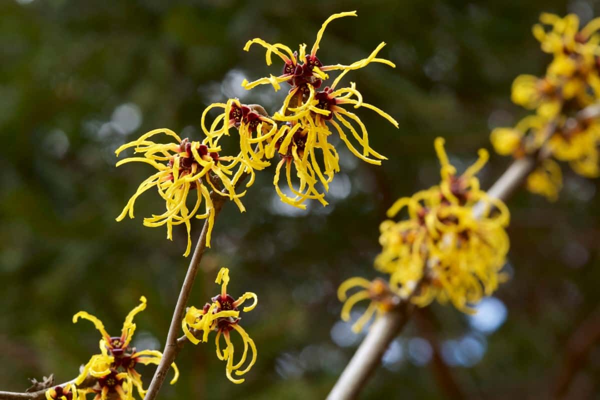 Witch hazel has unusual-looking flowers.