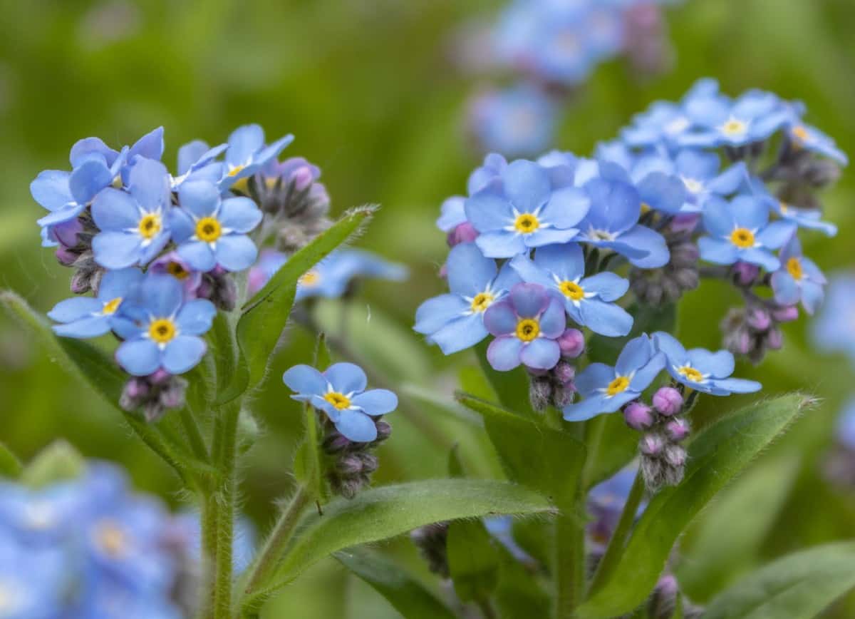 Wood forget-me-nots are annuals that easily reseed.