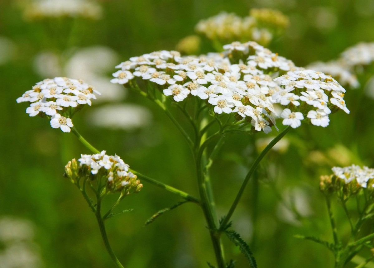 Yarrow is a popular perennial wildflower.