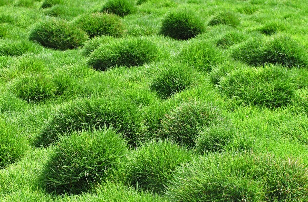 Zoysia grass is native to Asia.