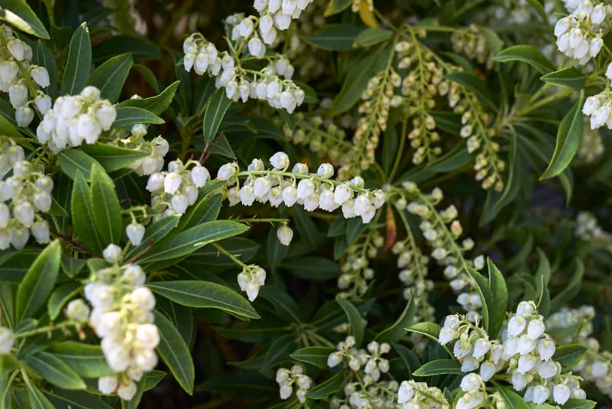 Andromeda is a highly fragrant perennial.