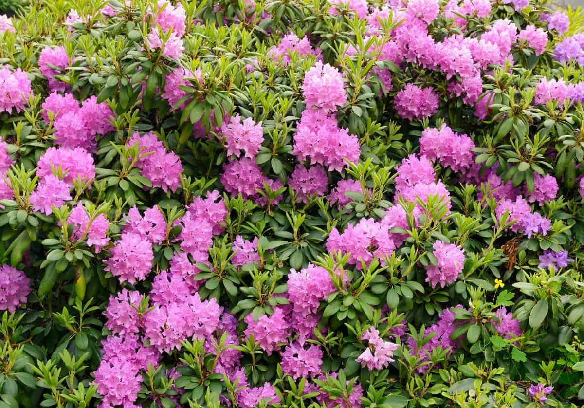 Azaleas are popular perennials.