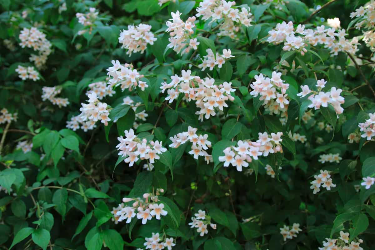 The beauty bush is a fast grower with lovely flowers.