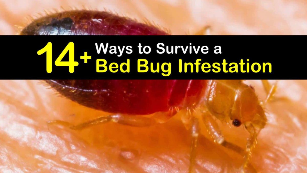 14+ Ways to Survive a Bed Bug Infestation
