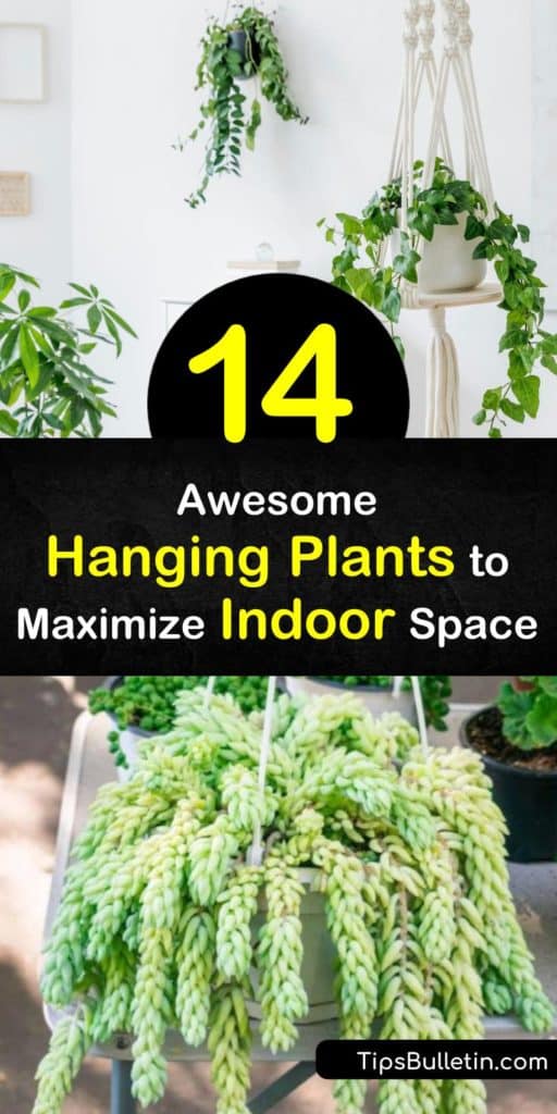 Discover the perfect indoor hanging plants to perk up your living space and next hanging basket. Amazing options for houseplants include the trailing string of pearls plant, the arching spider plant, low-maintenance succulents, and unique air plants. #hanging #plants #indoors