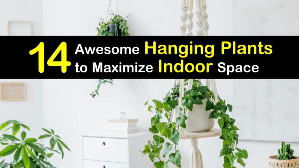 Best Indoor Hanging Plants titleimg1