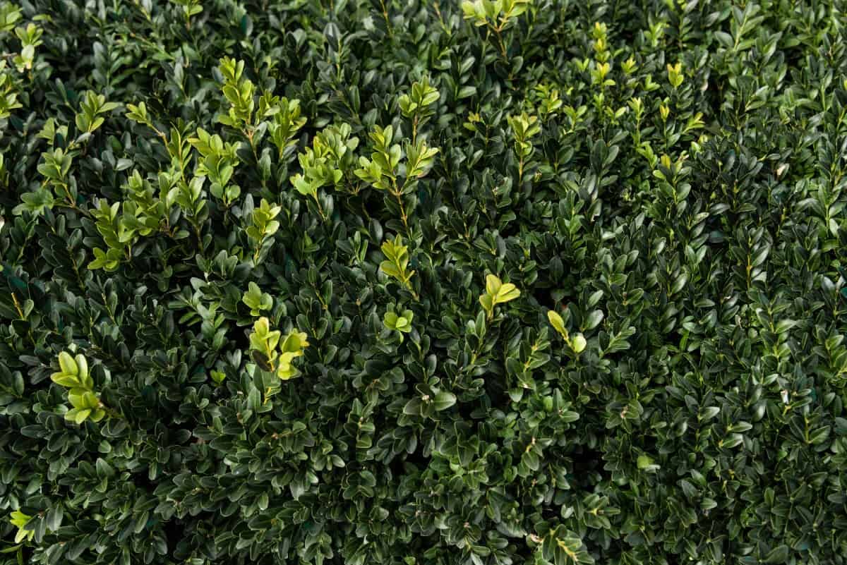 The boxwood is an easy screening shrub to grow.