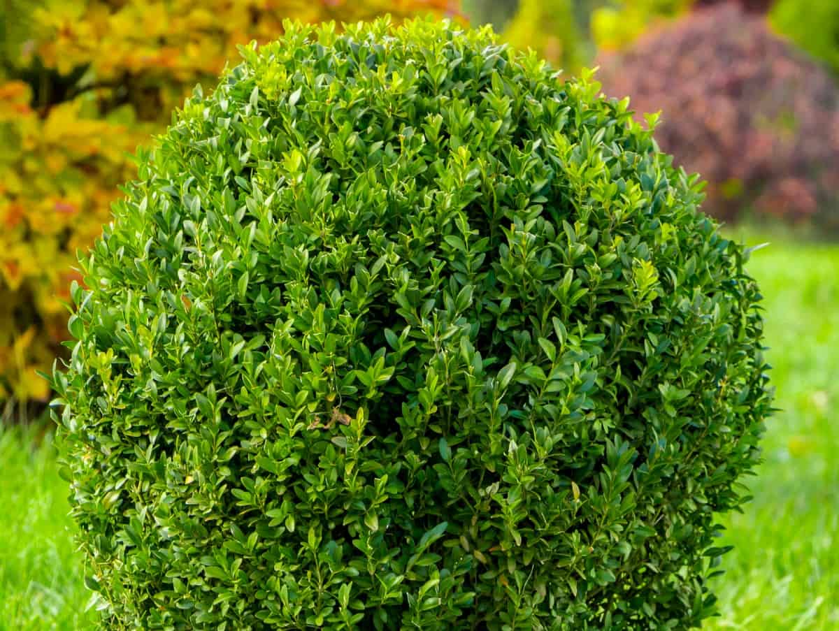 20 Beautiful Evergreen Shrubs that Excel in the Shade