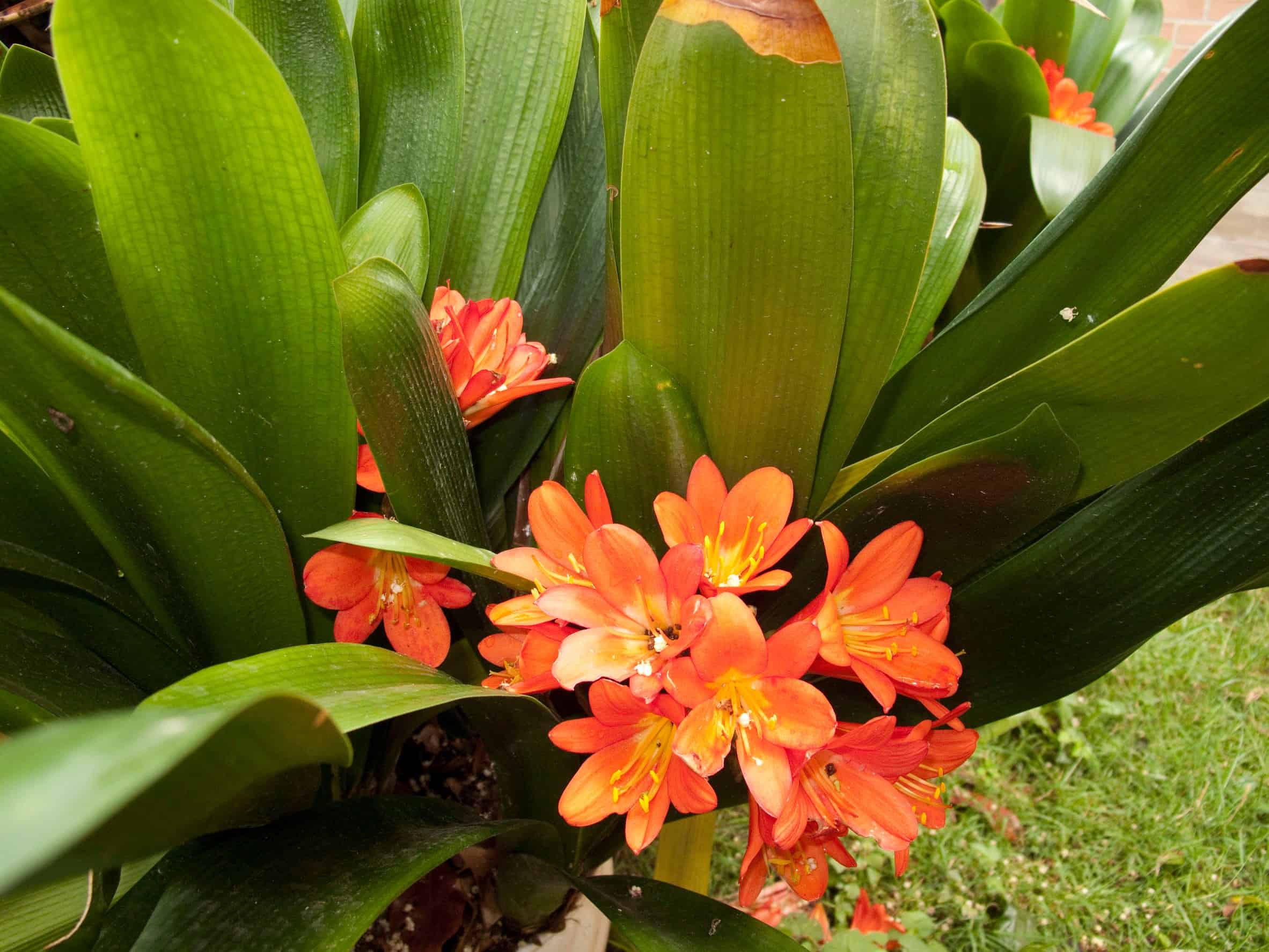 The bush lily is an evergreen perennial flower.