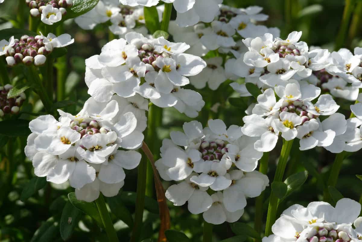 Candytuft has leathery foliage.