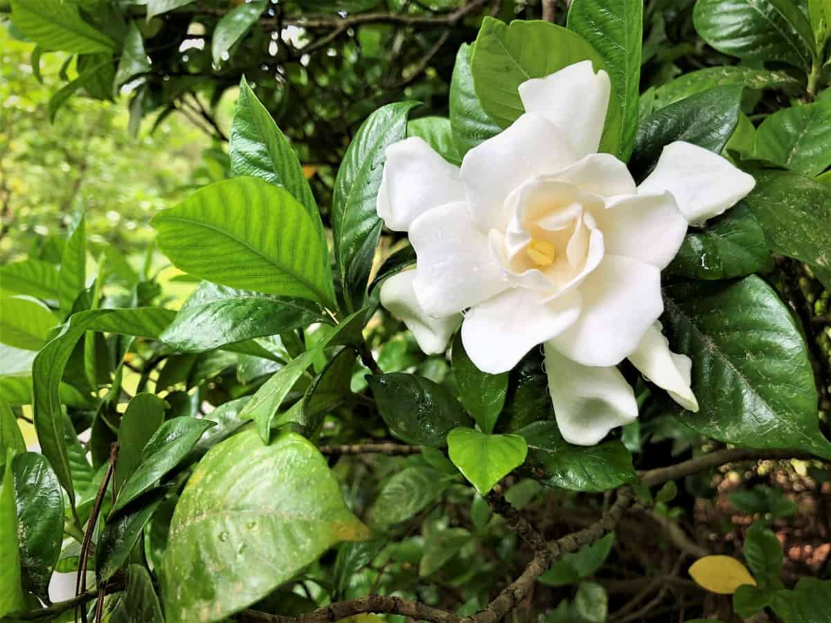 Cape jasmine or gardenia is best suited for warmer climates.