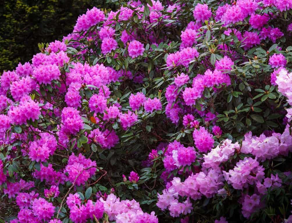 Catawba rhododendrons are poisonous shade shrubs.