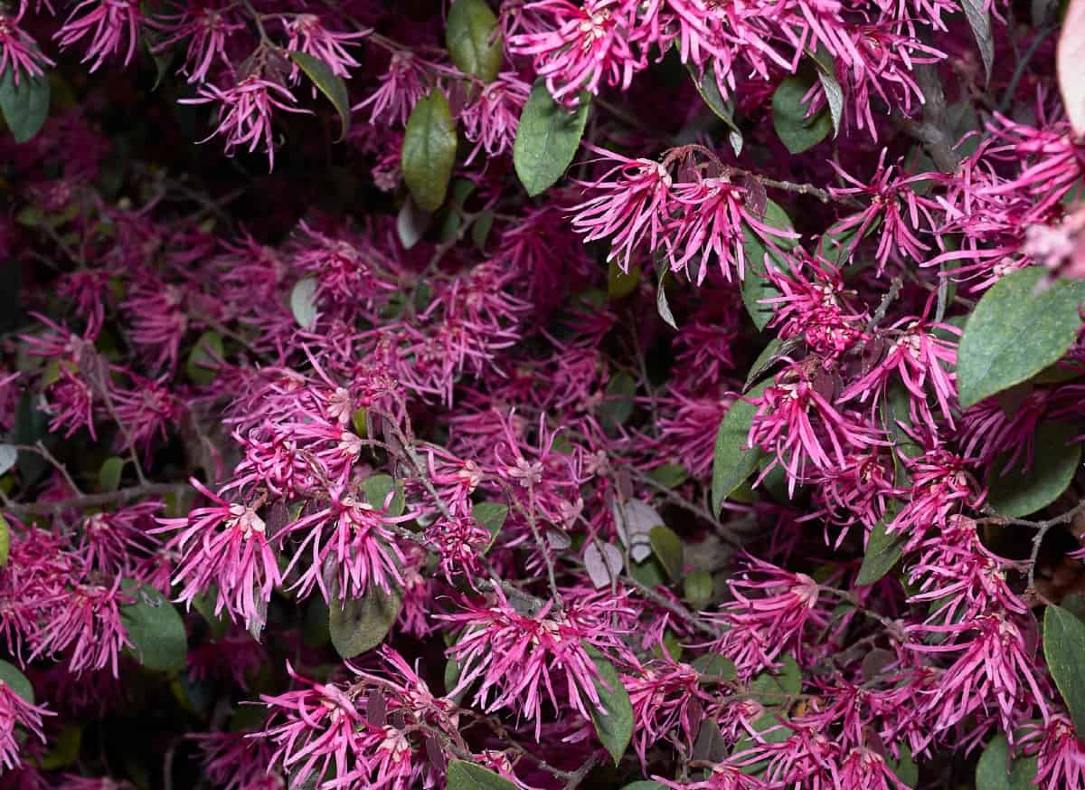 The Chinese fringe flower makes a great hedge.