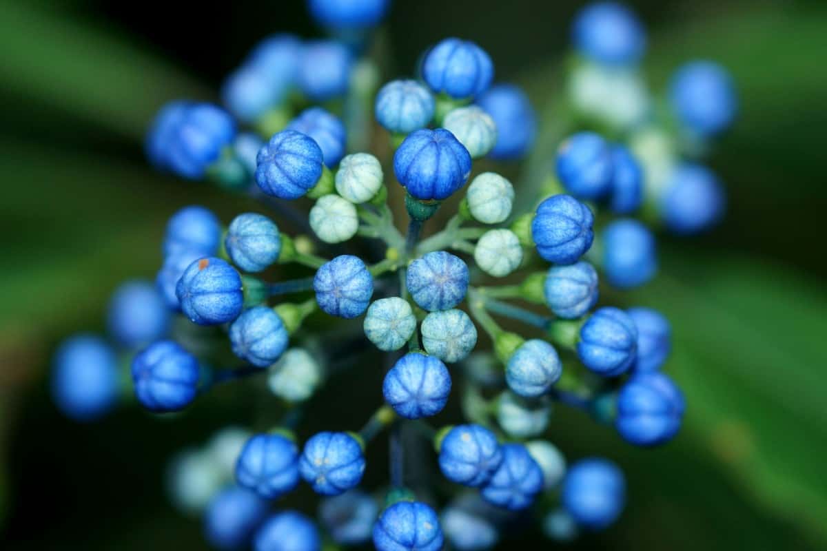 The flowers of the Chinese quinine change color according to soil pH.