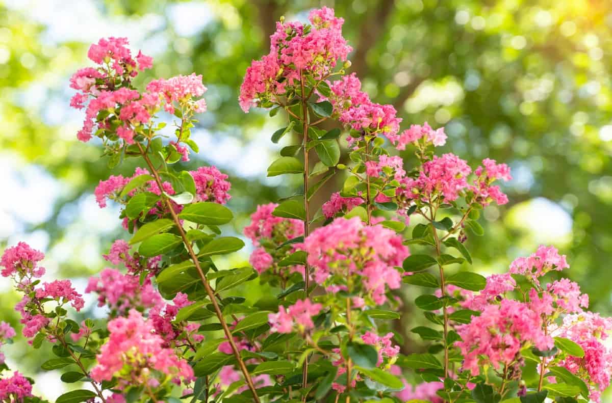 Crape myrtles are attractive fast-growing shrubs.