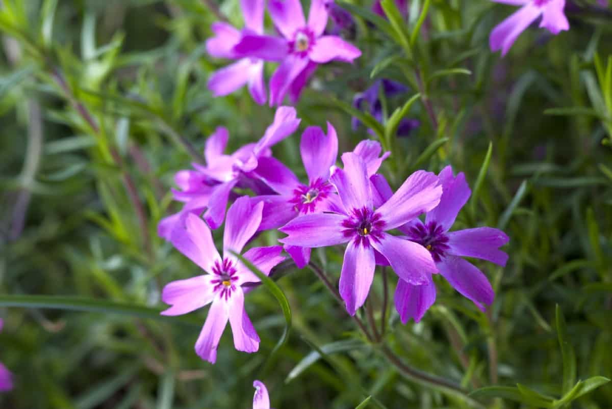 Creeping phlox is ideal as a perennial ground cover plant.