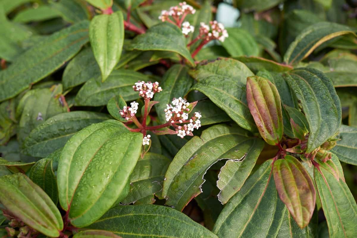 The David viburnum is a low maintenance shrub.