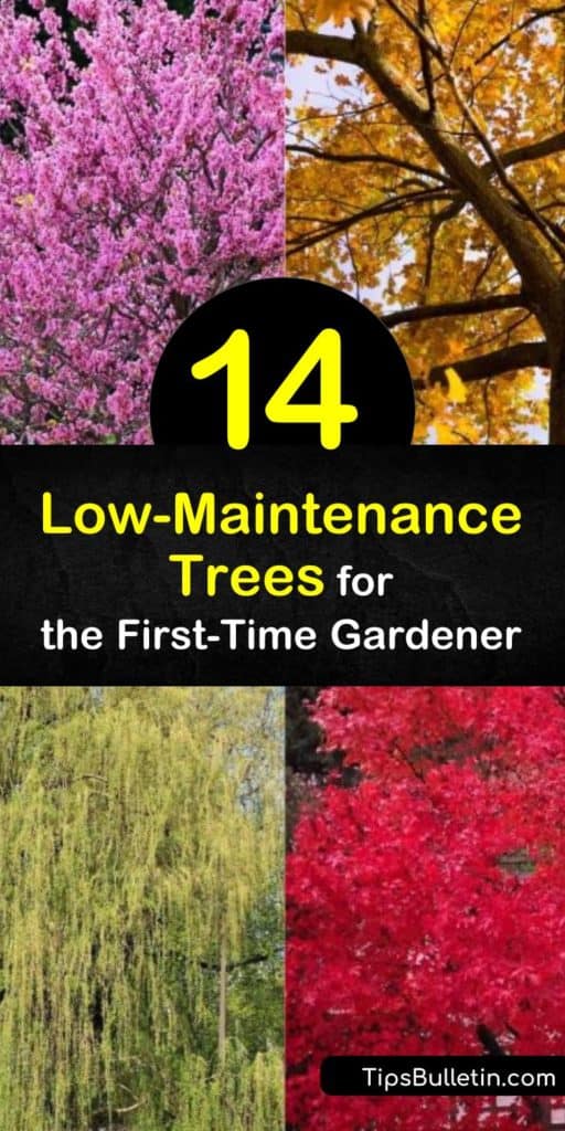 Discover some of the easiest trees to grow so that you can enjoy the benefits of fast-growing shade trees. Try the red maple, with its showy fall foliage; the hybrid poplar, with its incredible growth rate; or the delicately arching weeping willow. #trees #easy #growing