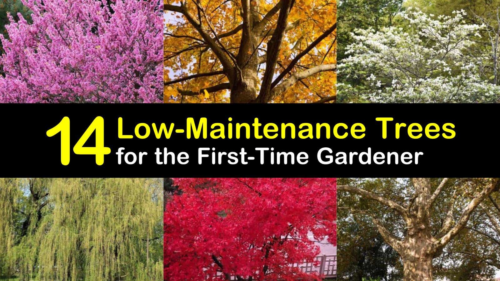 Easy and Fast Growing Trees Anyone can Grow