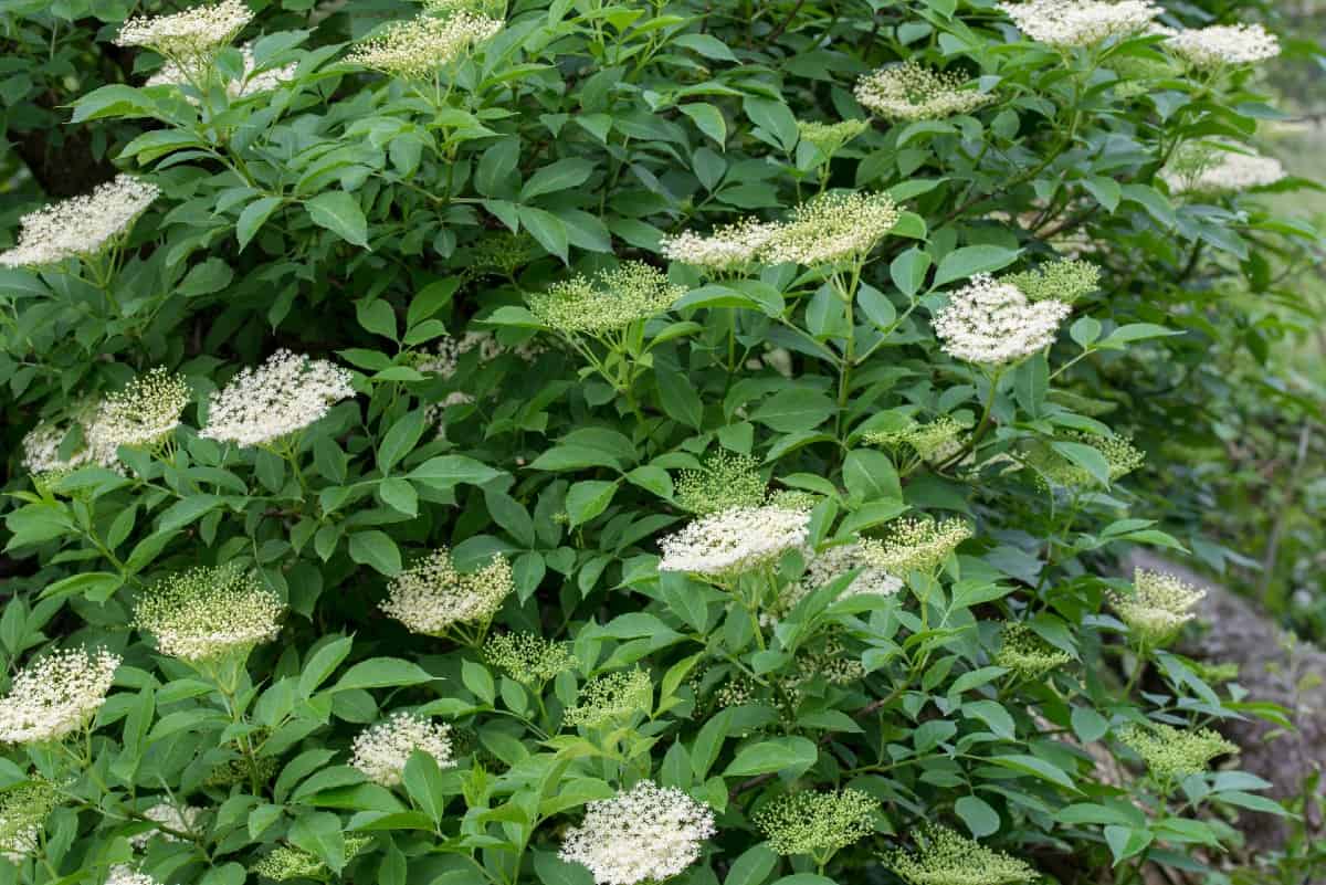 The fruits of the elderberry bush are used to make wine.