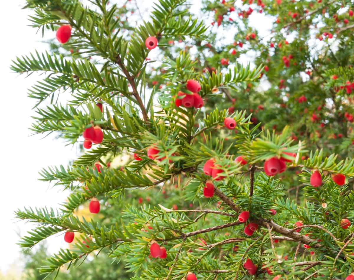 The English yew makes an ideal privacy hedge.