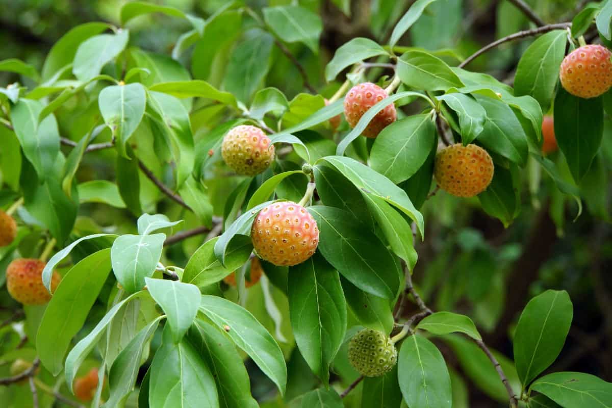 Evergreen dogwoods are self-pollinating.