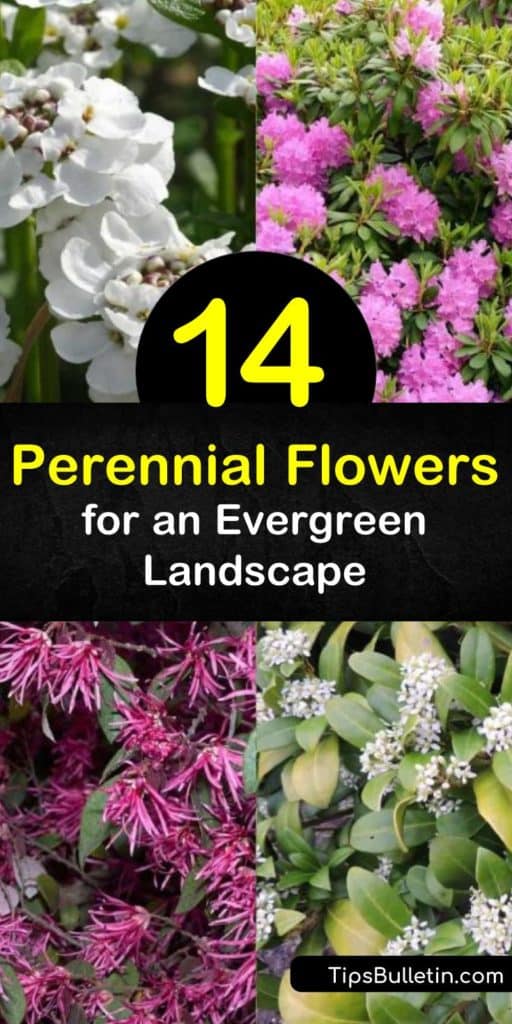 Discover the beauty of year-round color by growing evergreen perennials. Plant bush lily and lenten rose (Helleborus orientalis), and enjoy flowers in early spring, late spring, late summer, and even the fall. #evergreen #perennial #flowers