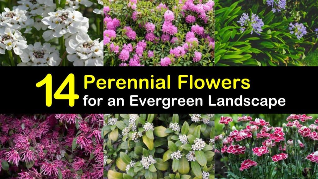 Evergreen Perennial Flowers titleimg1