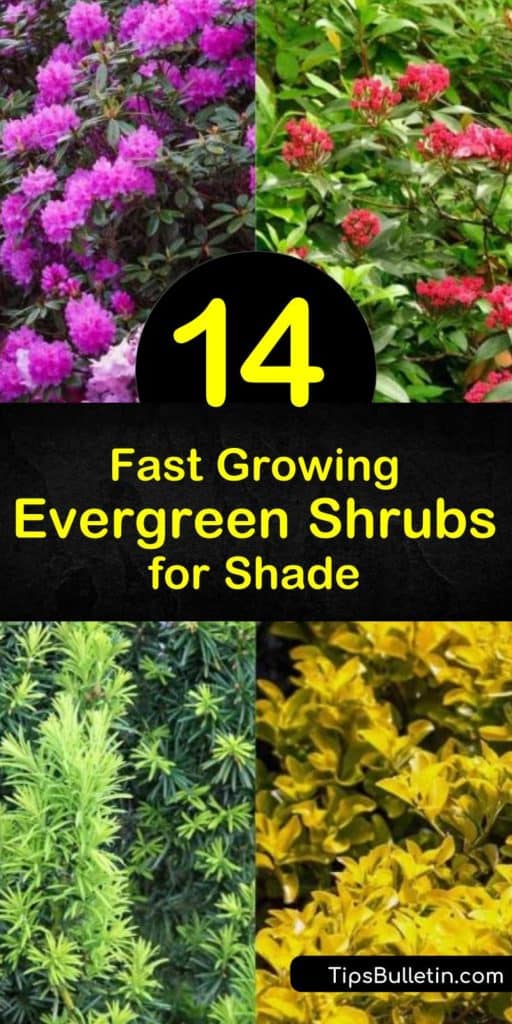 Discover evergreen shrubs that grow quickly in full or partial shade. Choose the Chinese quinine, similar to hydrangea, or the Japanese yew, which has bright red berries. Or plant Japanese privet to enjoy dark green leaves and white flowers in late spring. #shrubs #evergreens #shade #grow #fast